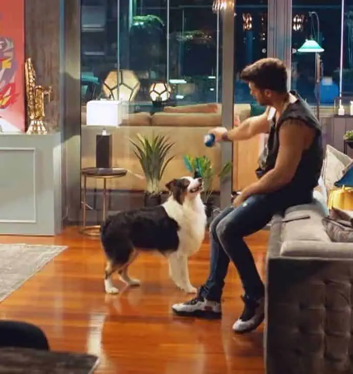 Bay Yanlış Dizisi Özgür’ün Köpeği Tesla Hangi Cins